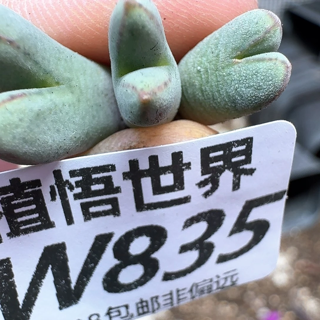 多肉植物的润泽efv