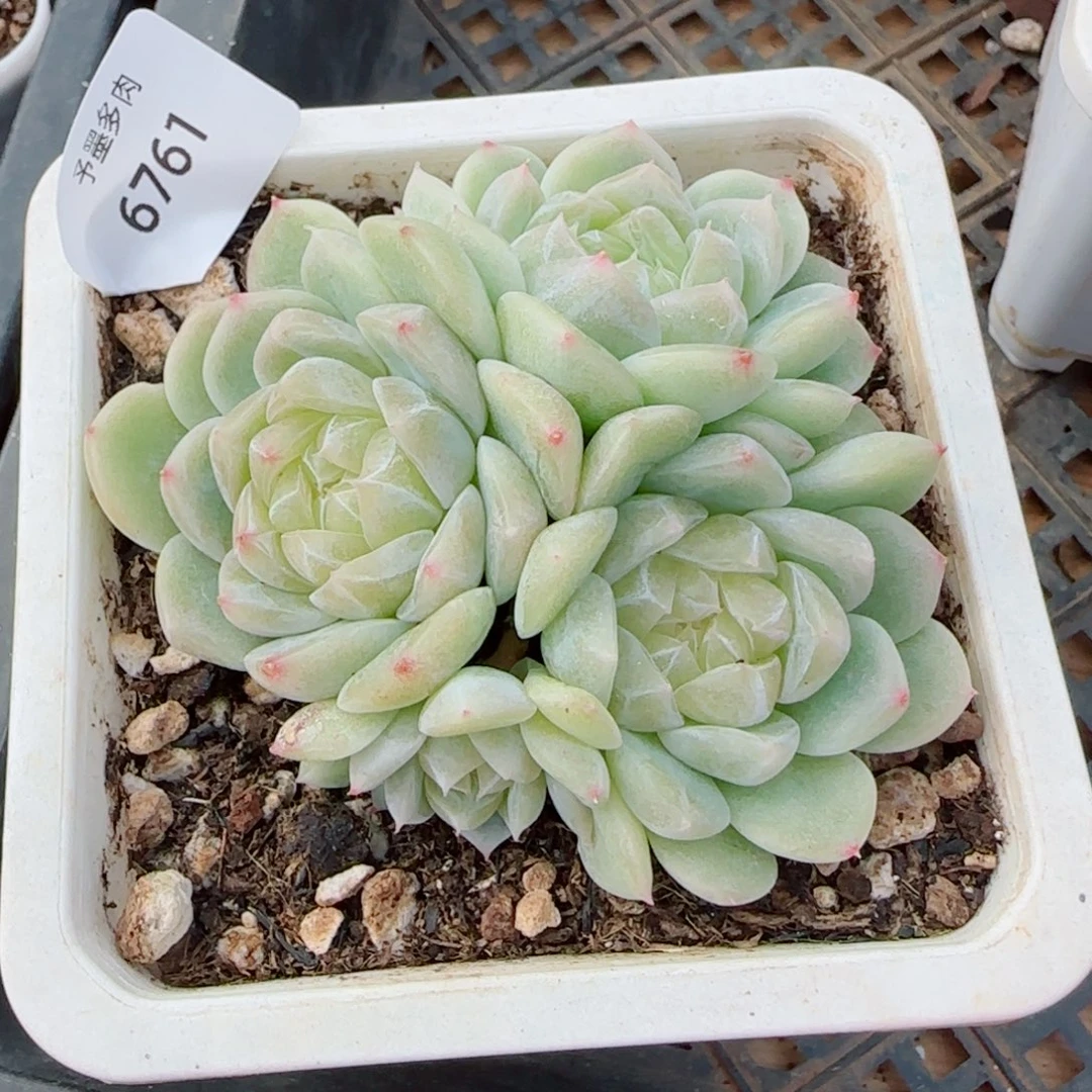 泼天富贵，6761多肉植物