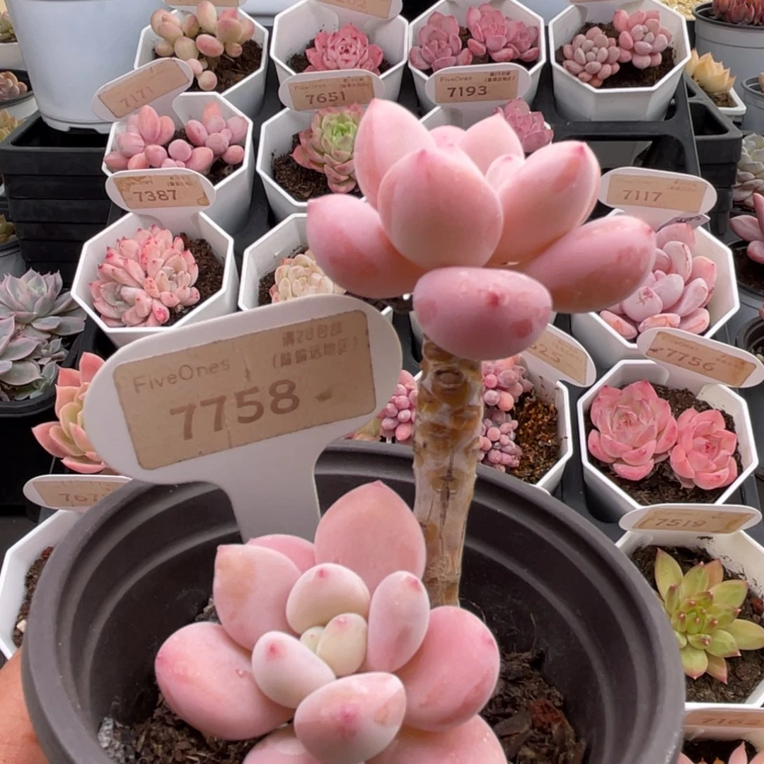 洛神7758-7.5厘米