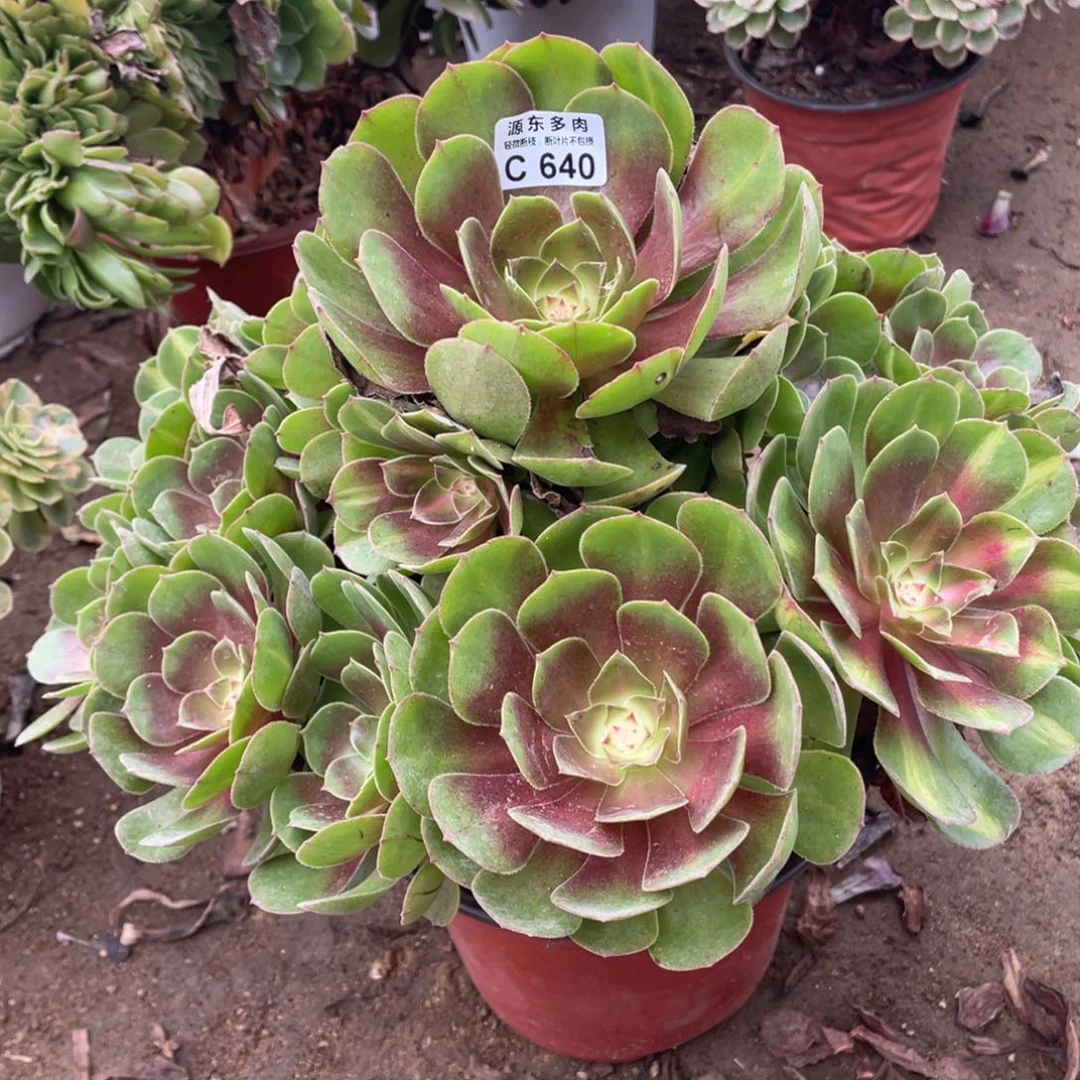 640倾城中班多肉法师断枝不包