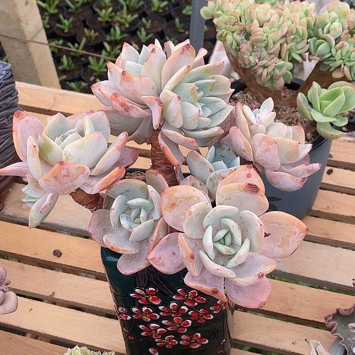 无花朵烟****灰奶茶