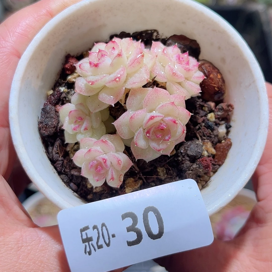 木乐20-30白天鹅拍不包整