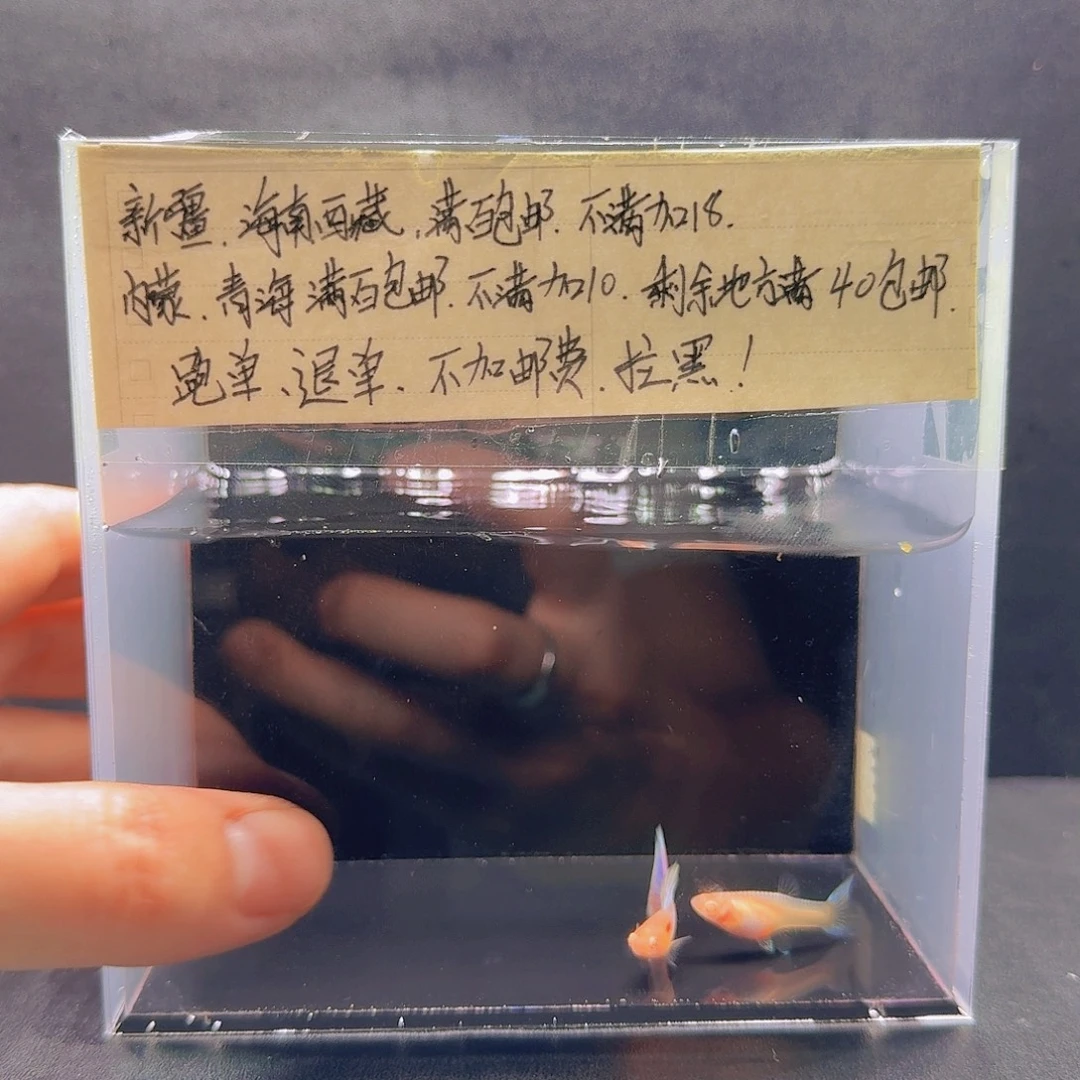 孔雀鱼天使彩虹一对