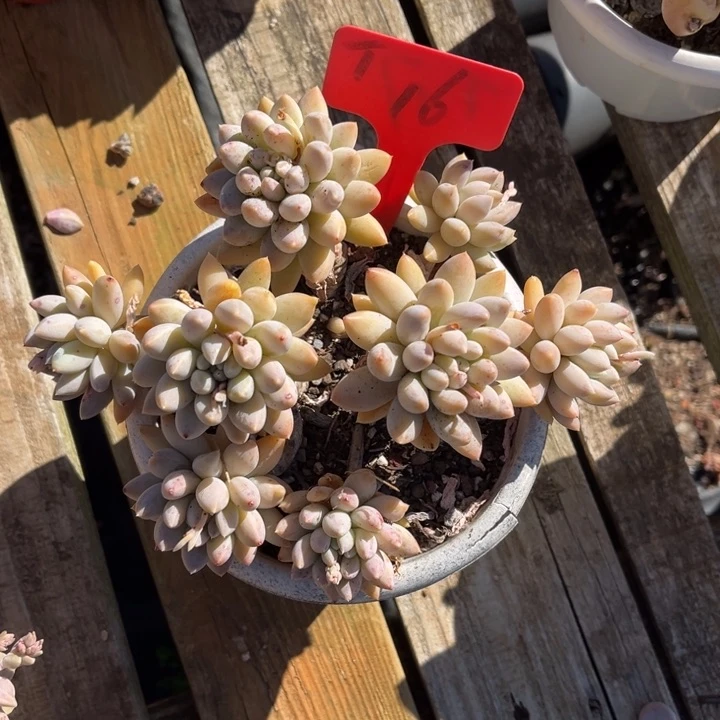 所罗门杂交多肉植物16