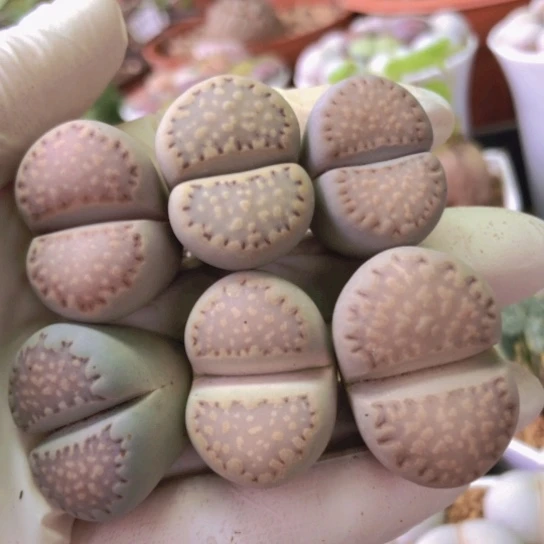 2660，6棵大饼干2.4-3厘米如图