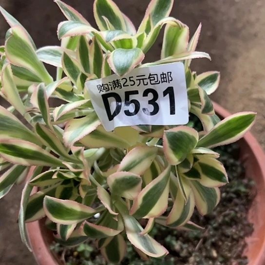 金***庆多肉植物一个