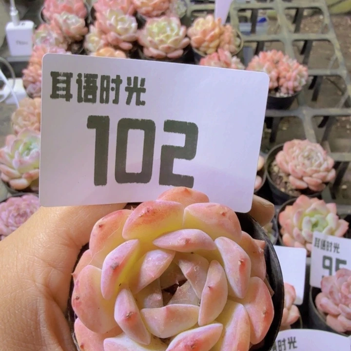 102.qqqqqqqqqqqqwwq