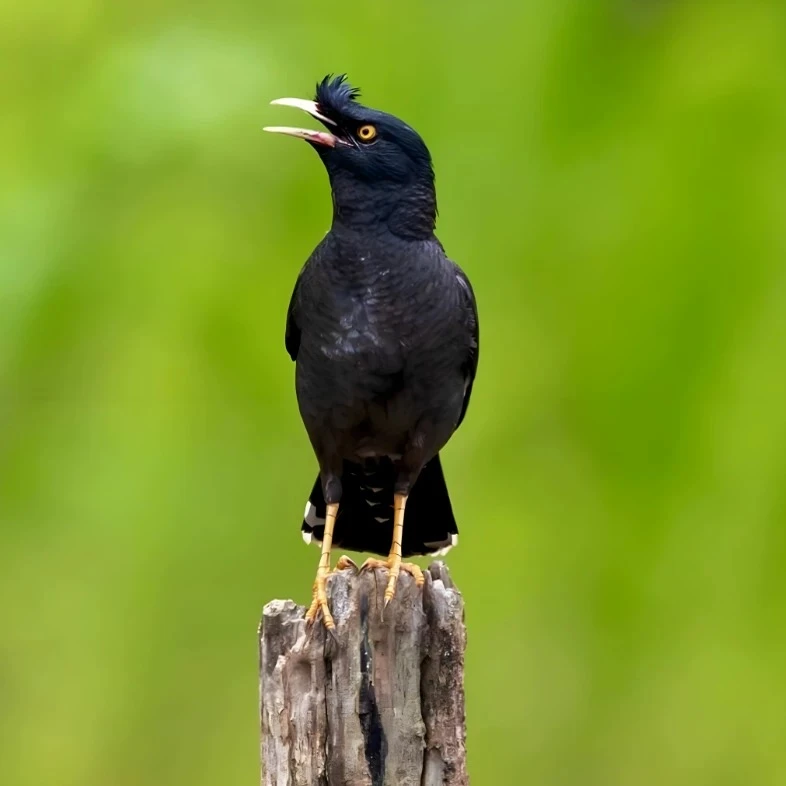 直播间定制小林八哥鸟语言小天才