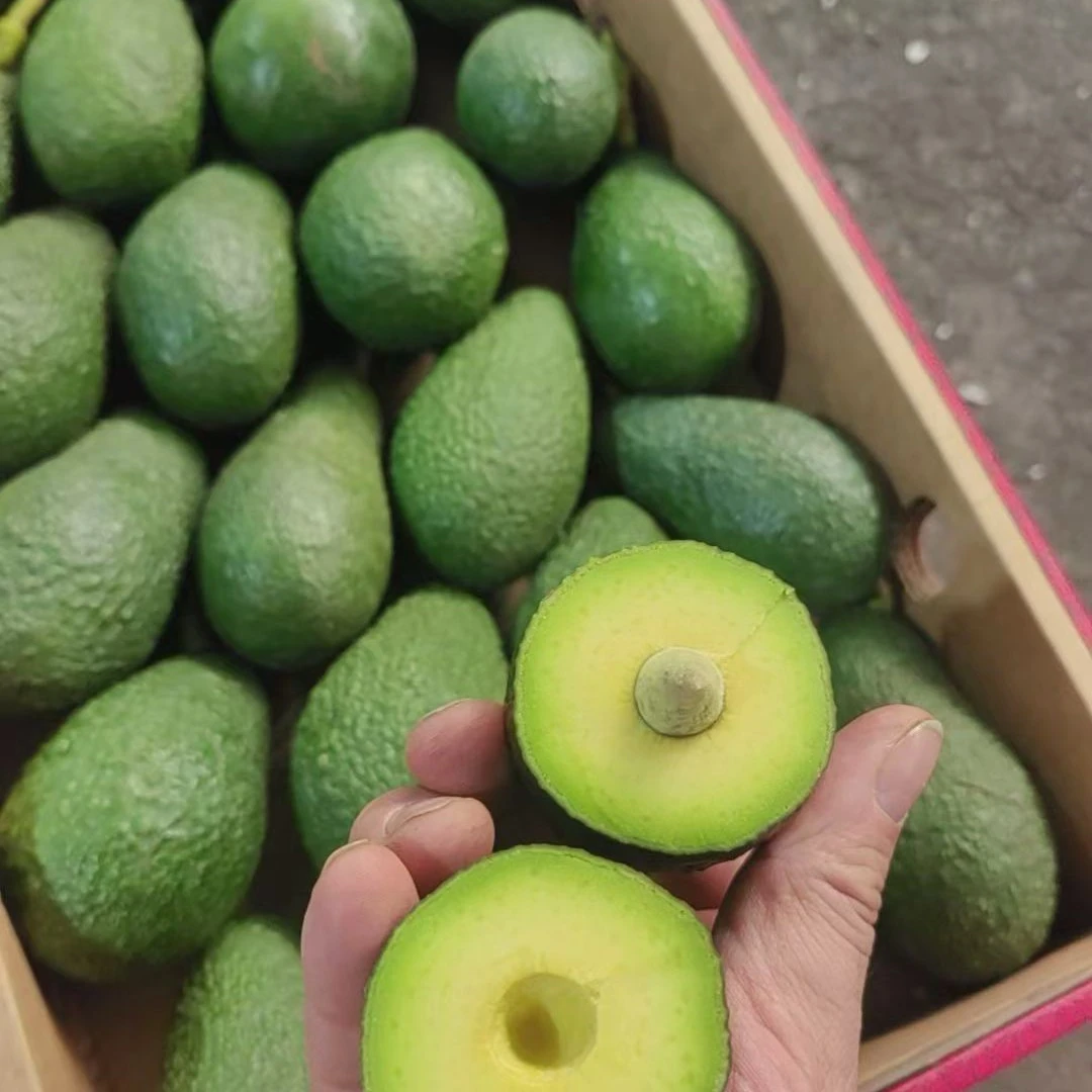 攀枝花新鲜牛油果鳄梨宝宝辅食高品质水果面包果推荐长条