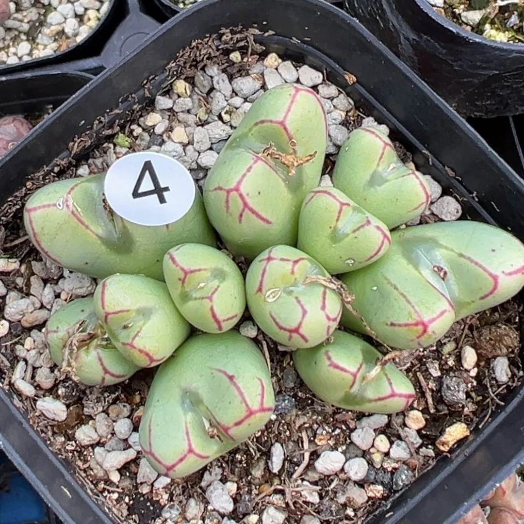 多肉植物111111111111