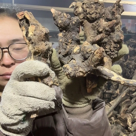 香榧木羊*汤火琉璃的故事毛看看摆件摆件
