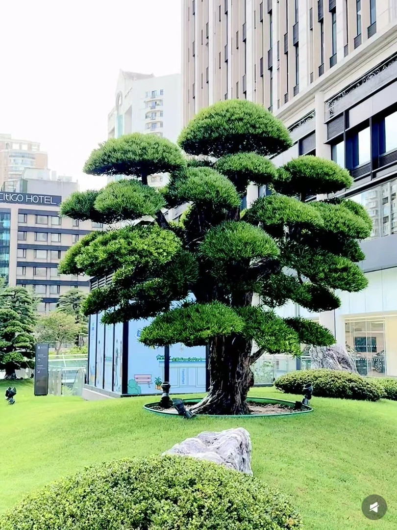 罗汉松地景盆景造型树基地直发