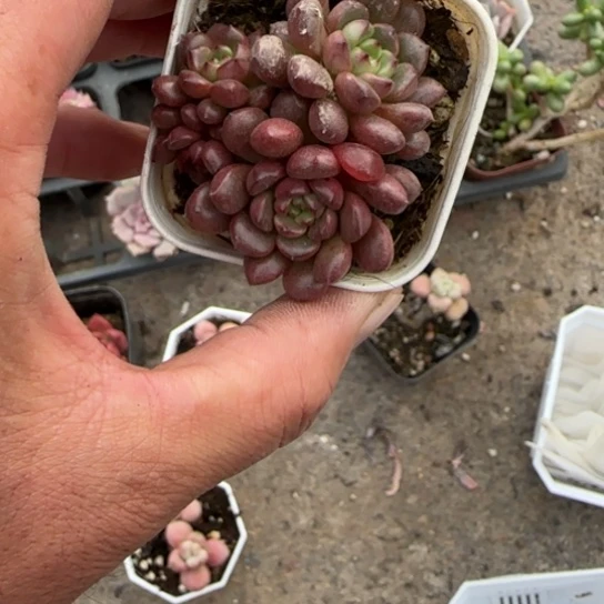 192红宝石多肉植物的