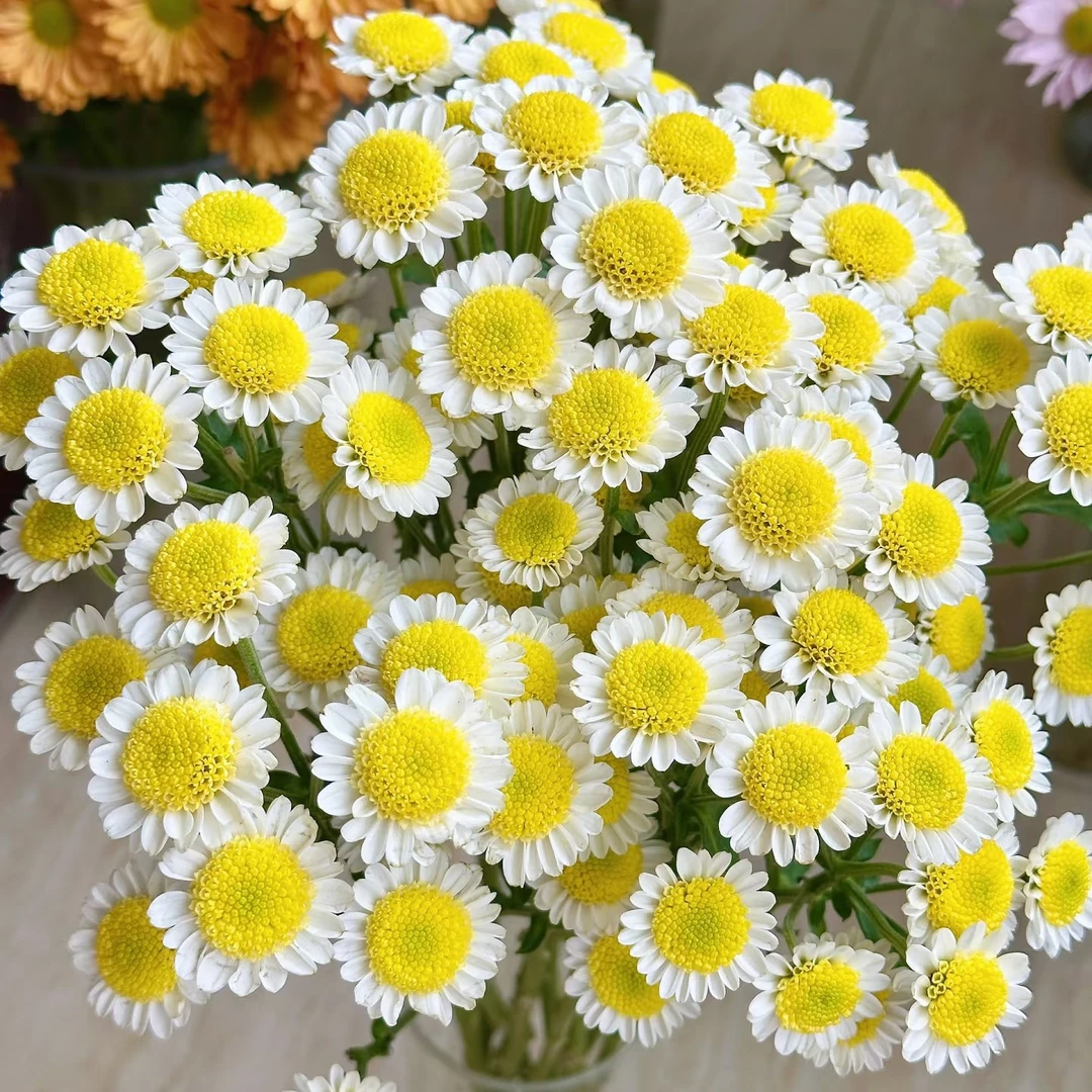 【奶油熊】小菊家用鲜花/花束   云南鲜花基地直发