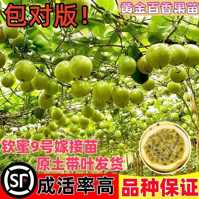 广西黄金9号百香果苗大果树果苗盆栽四季结果可种植