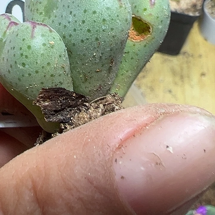 120号有伤特价少将xyzzyyyxyxx