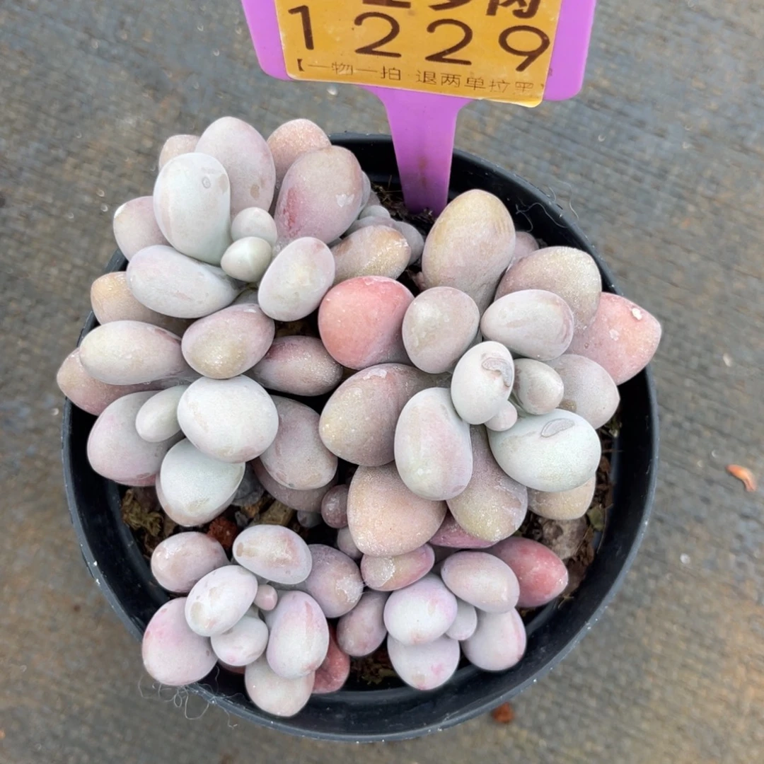 云尘多肉一物一拍1229