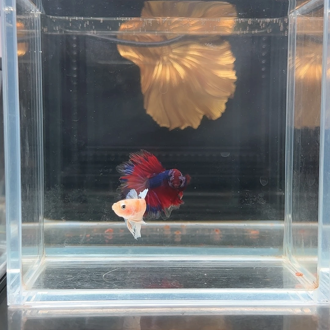 斗鱼活体观赏鱼好养耐活