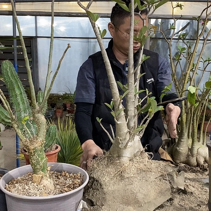 小****52号选手。