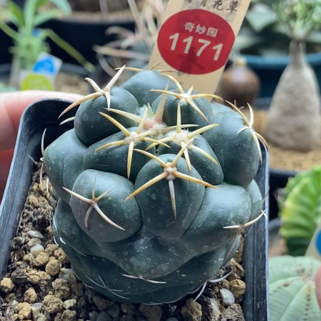 实生豪刺安宅安宅象牙5.3cm