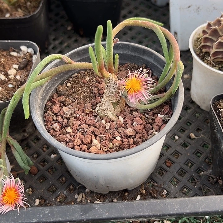 红花淡青霜，一物一拍