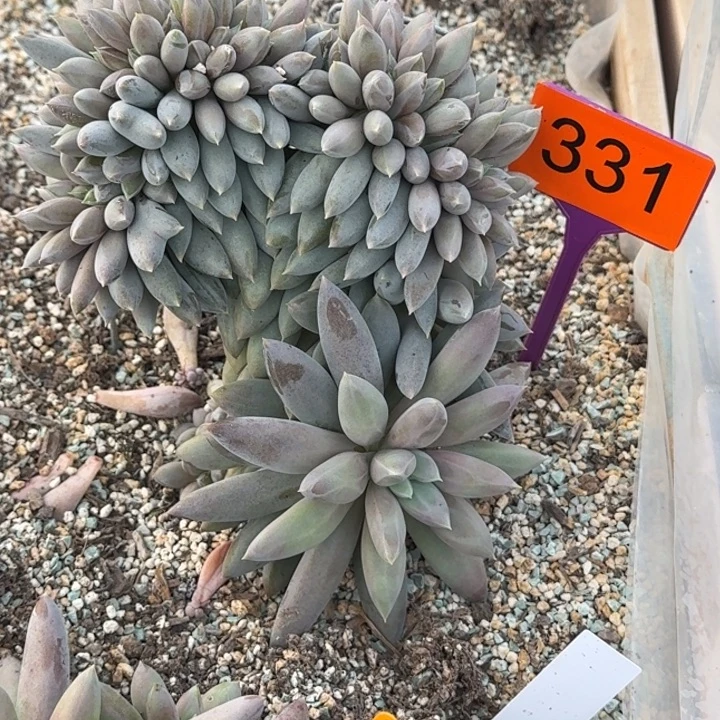 多肉植物海豚体哥特331