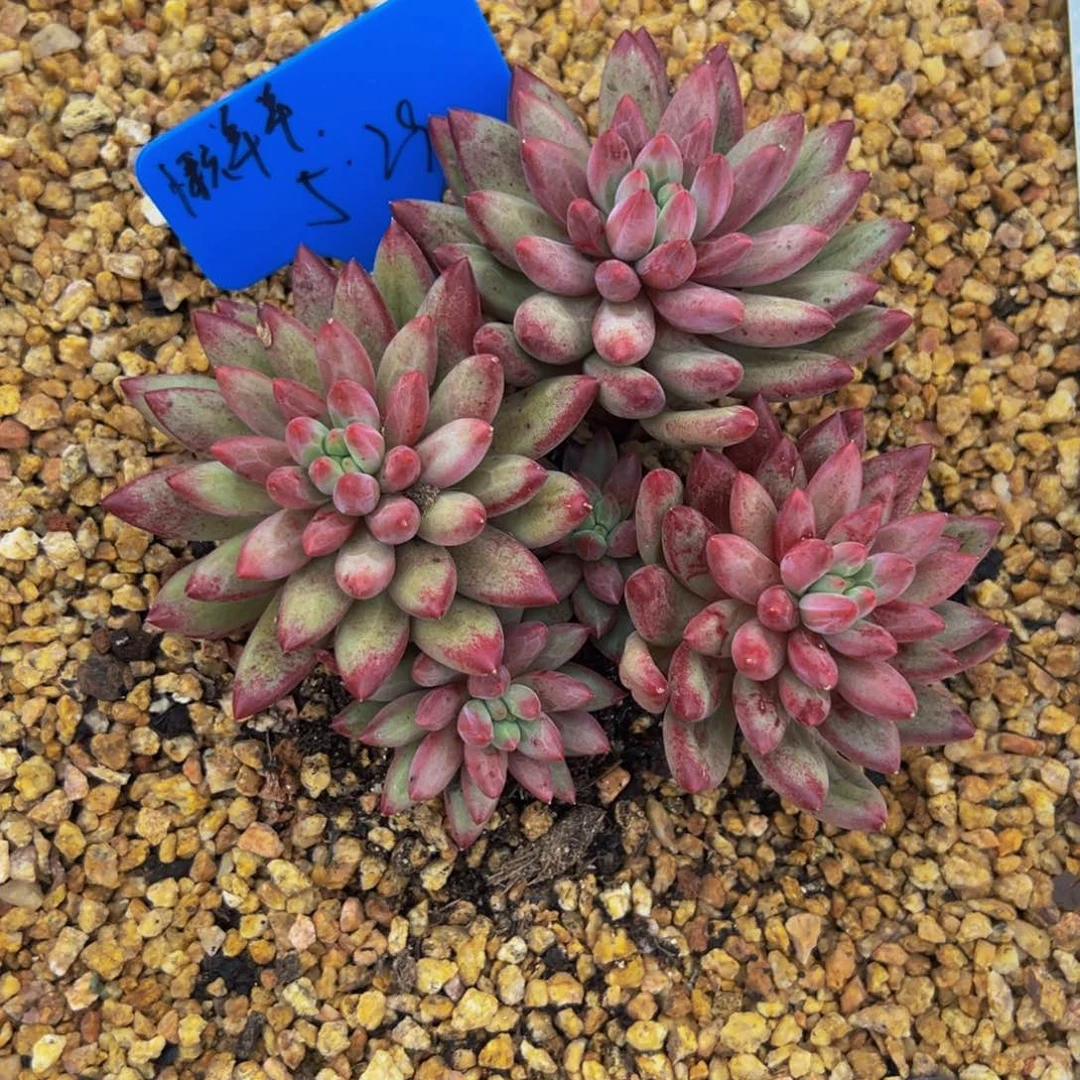 懒*羊美人一物一拍