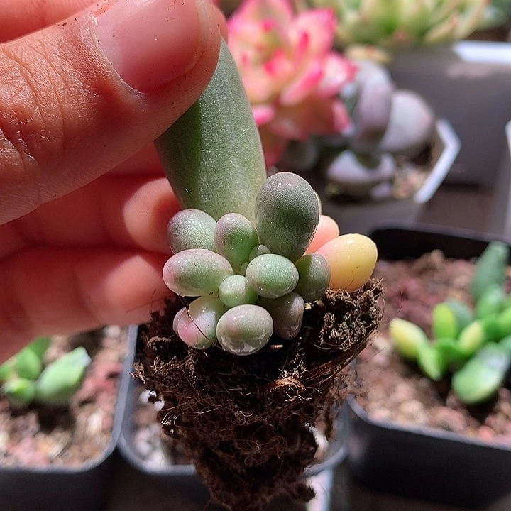 汤圆叶插锦锦锦锦锦