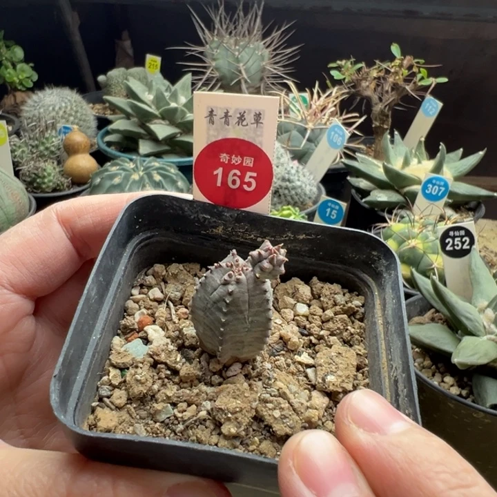 带崽布纹球杂交一棵
