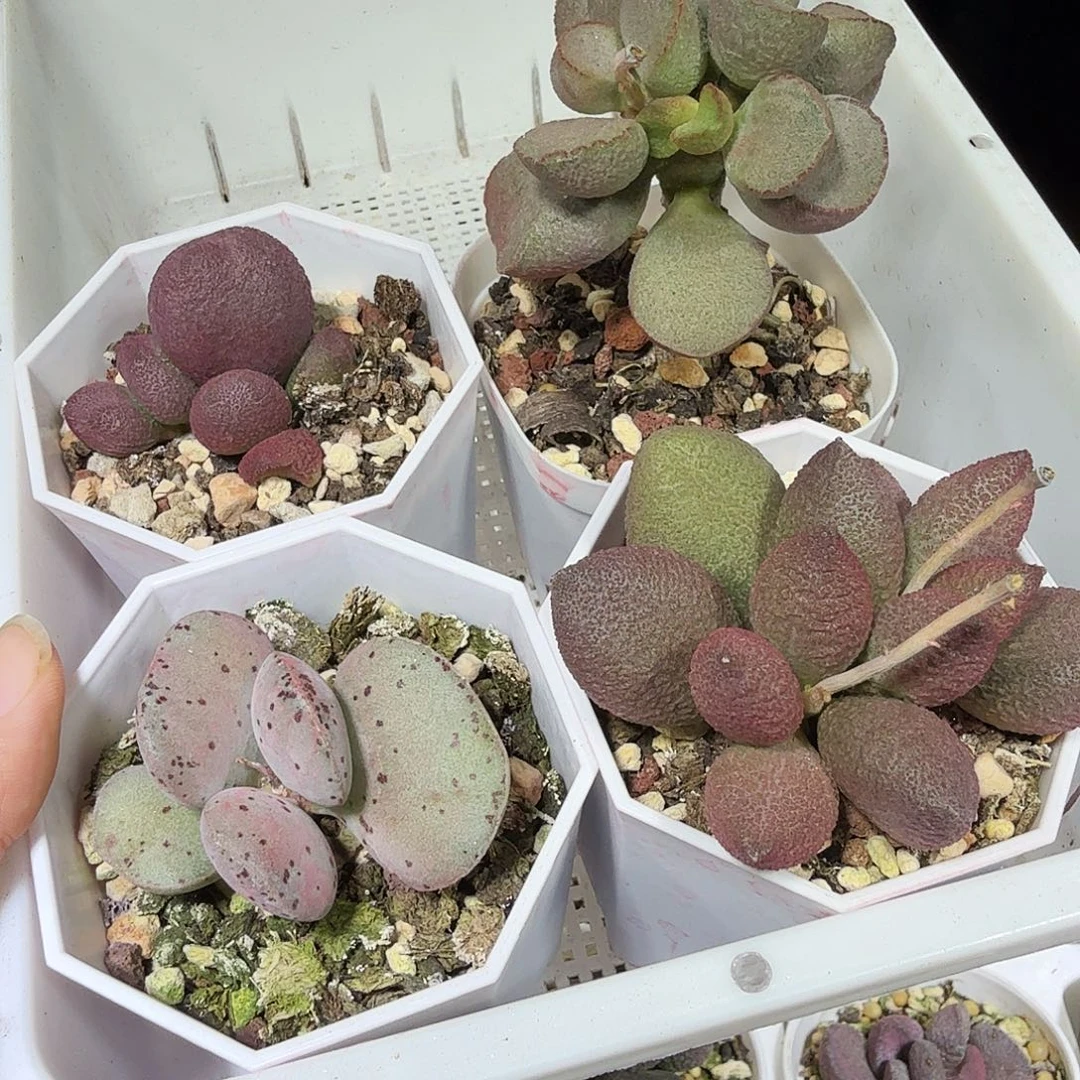 ᝰ****水泡多肉植物4颗123