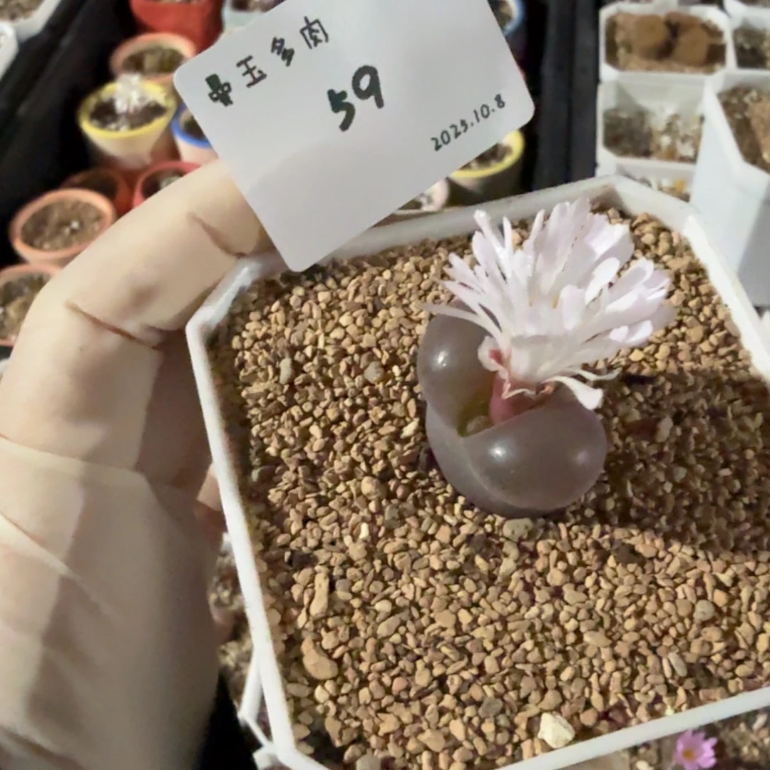 压***机多肉多肉多肉10.8-059