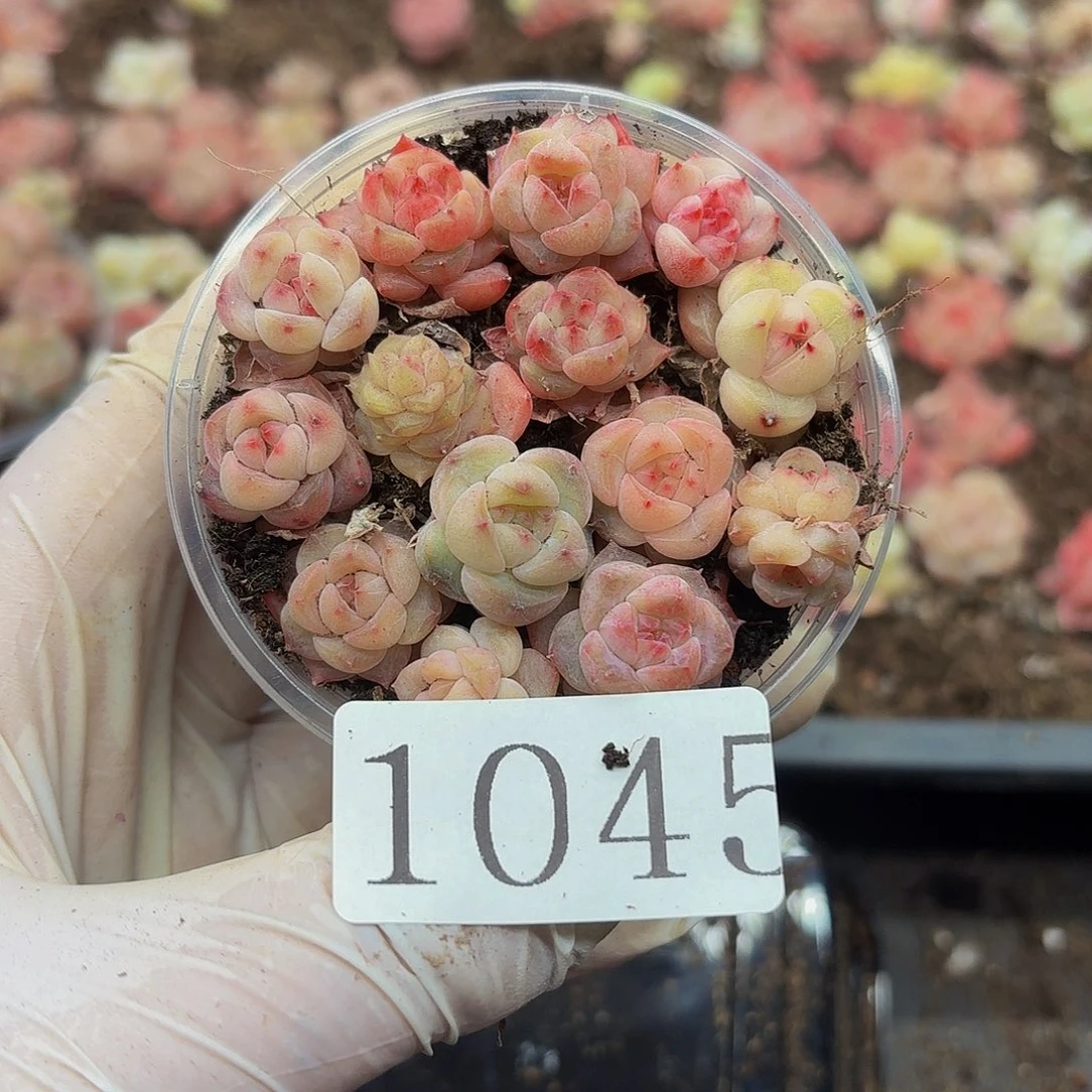 多肉植物多肉植物1045