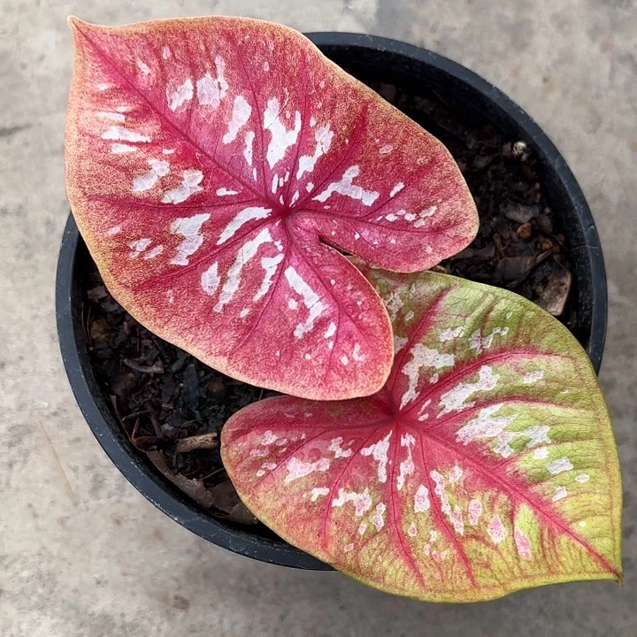 83-1114彩叶芋广东现货