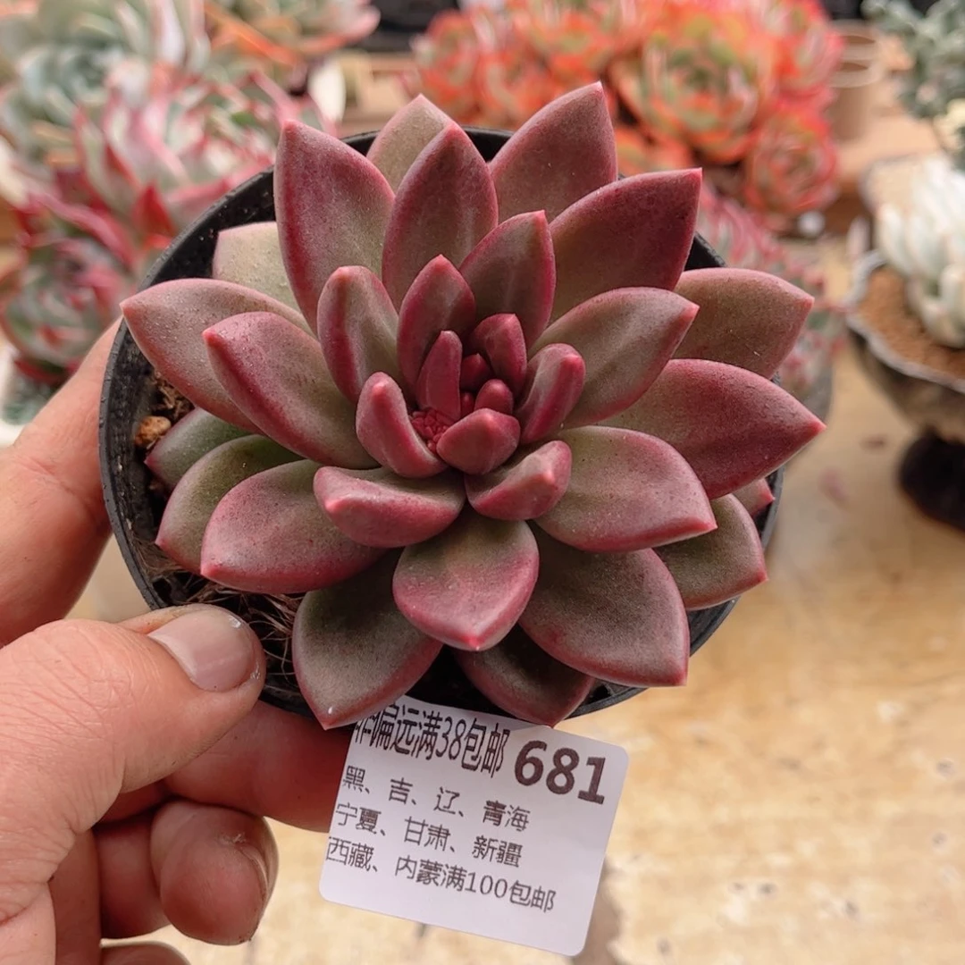 681迷雾泡泡德华多肉