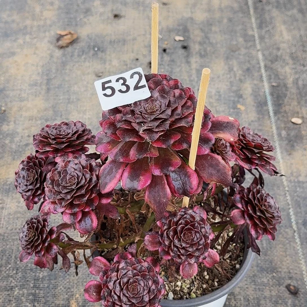 532美肌半木质桩多肉