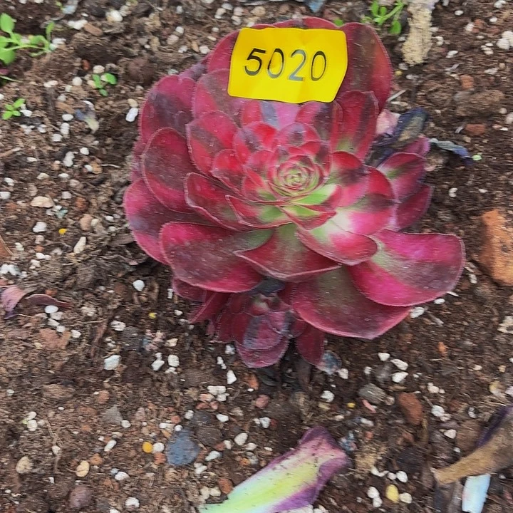 哈哈多肉植物福利5020个