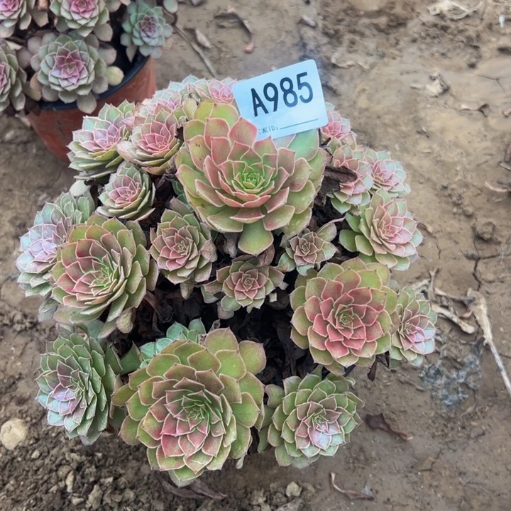 红魔多肉植物985.