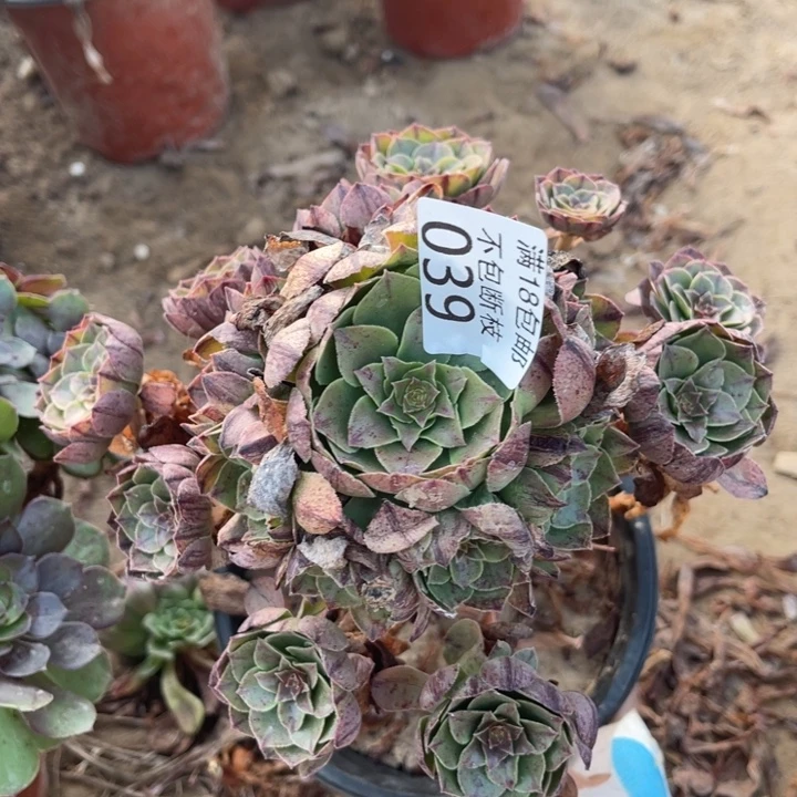 039万拉丝手捧1北法师