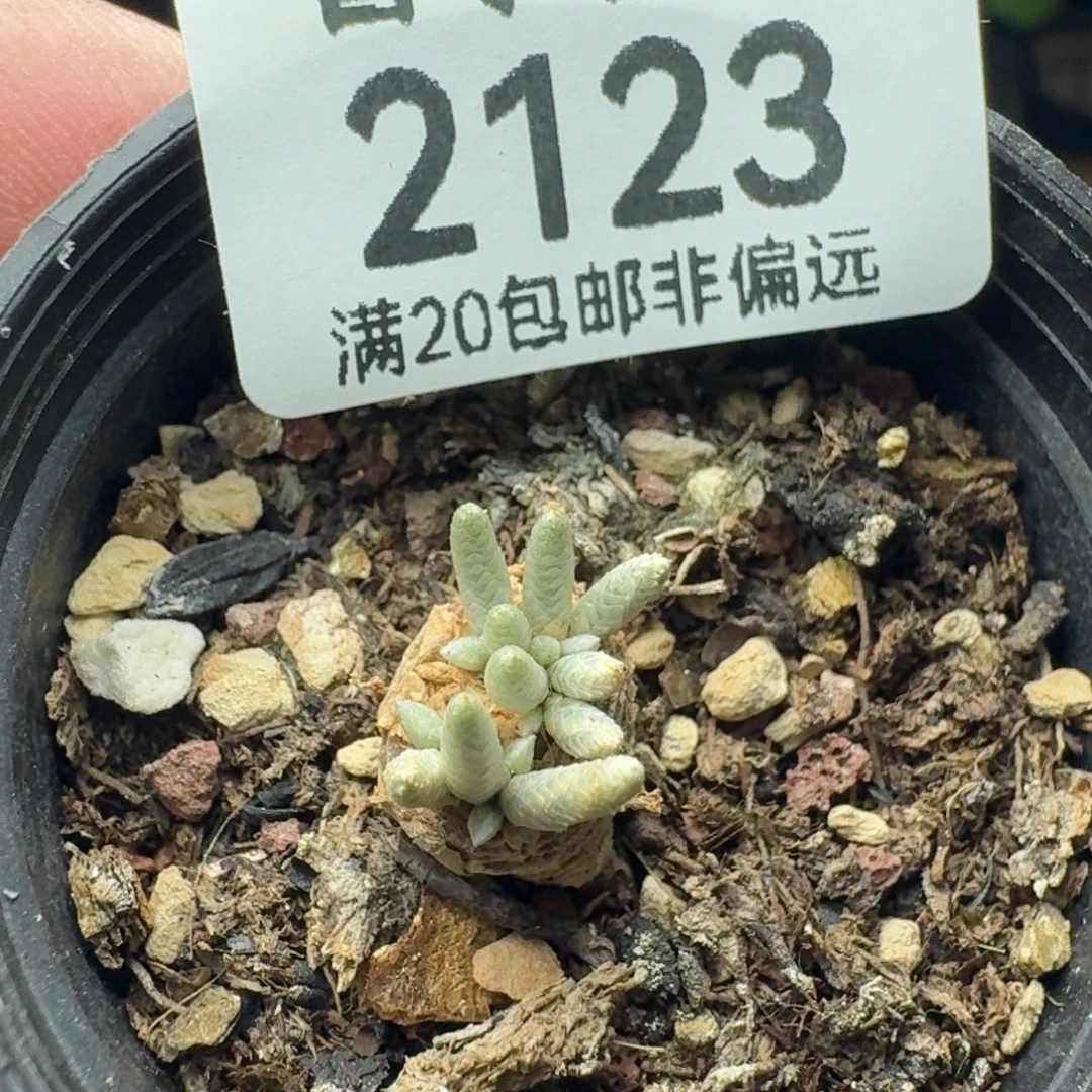 红花韧锦。