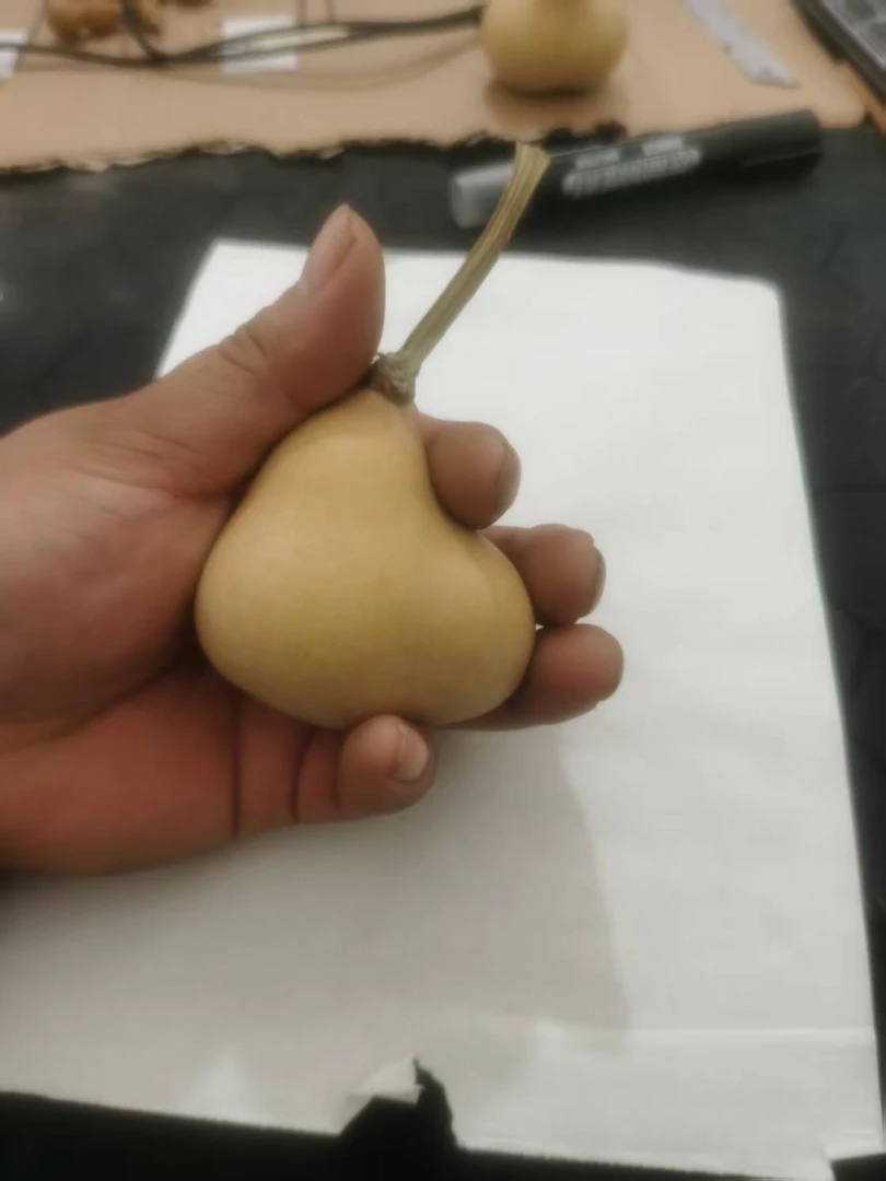 超稀有！胖墩。独霸连体