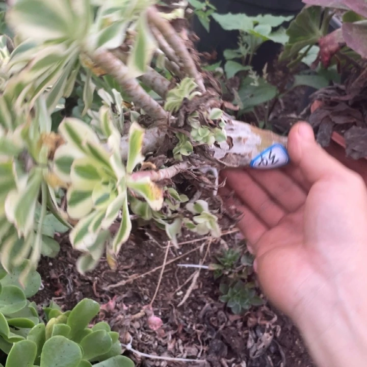 34，不带根绿珀缀化法师