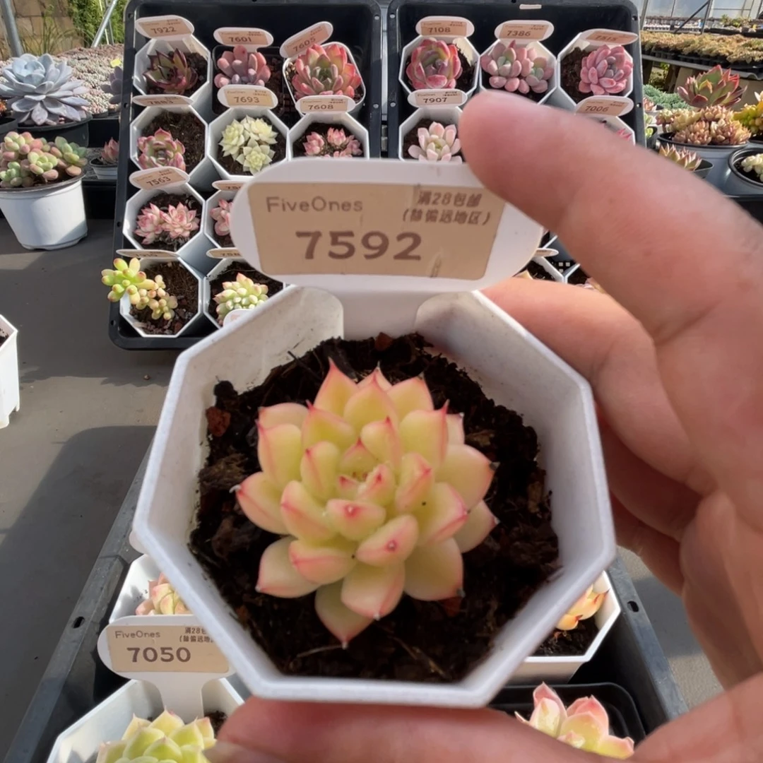 7592闪光 4.0厘米
