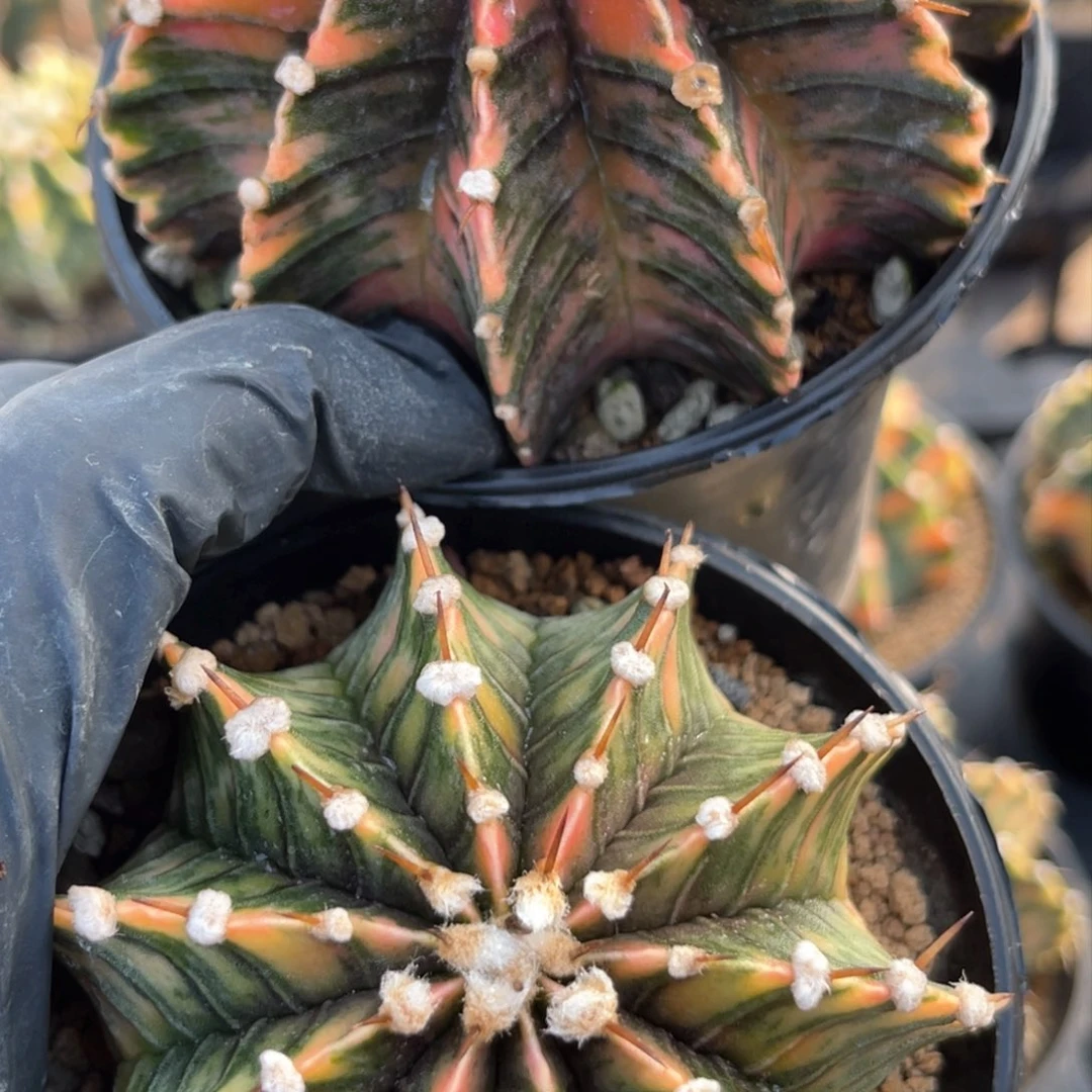 用****5实生肋骨锦福利哈哈哈哈哈