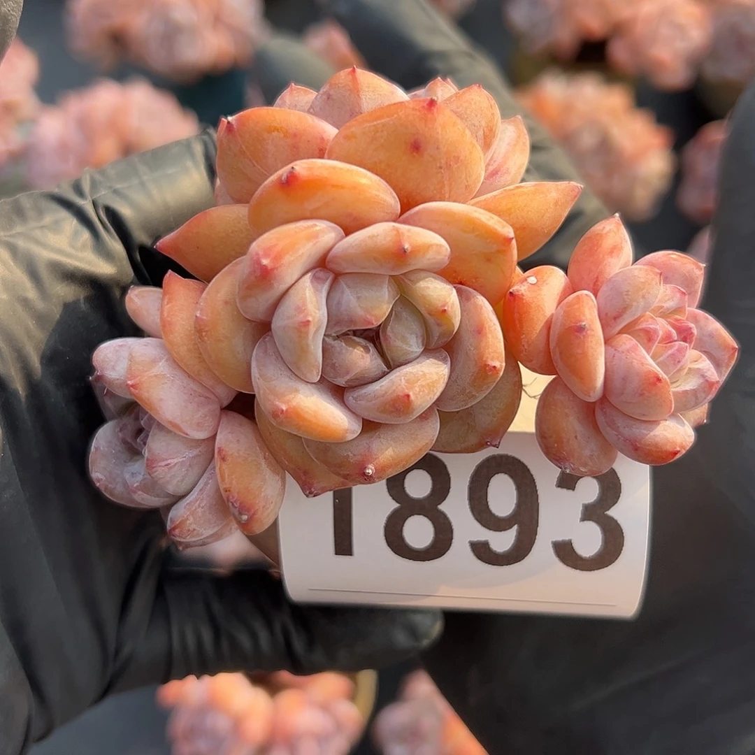 1893，四头星影带盆发的粉色盆