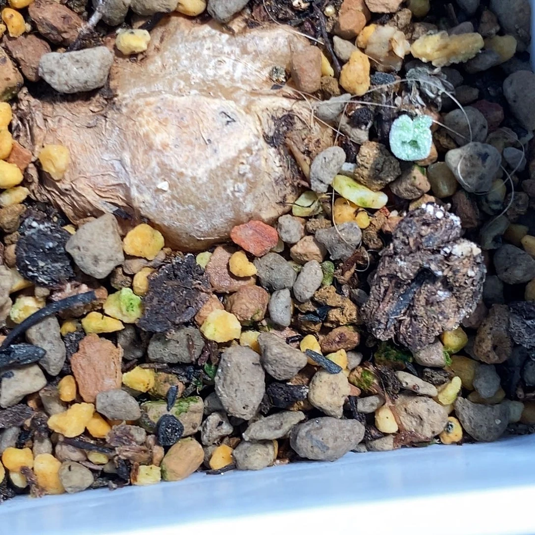 1227冰晶海带1颗。