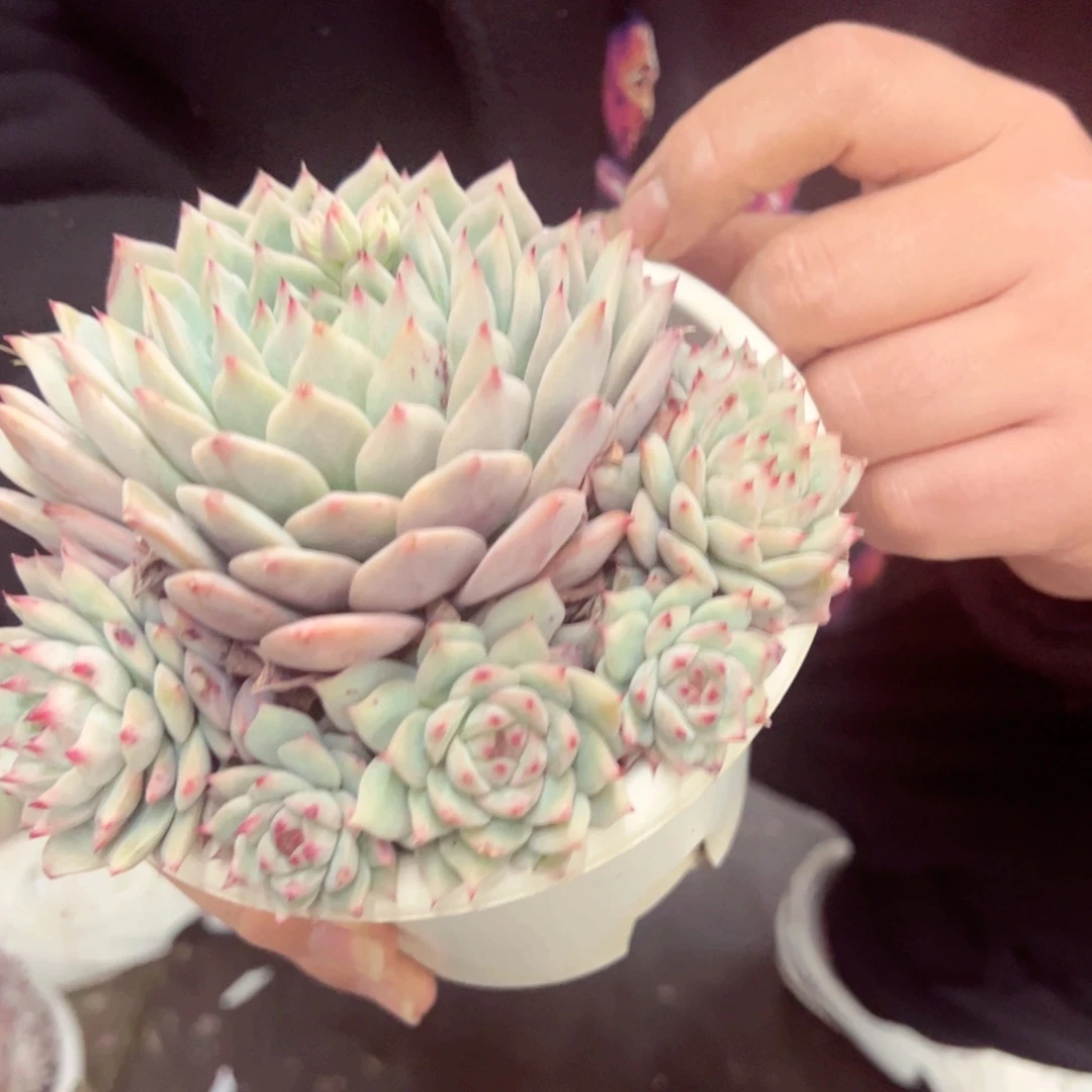 TP单头带多仔群生