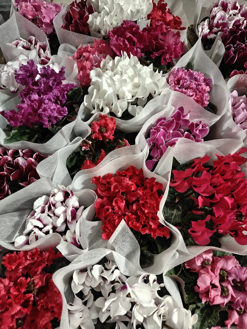 120迷你一代仙客来两盆