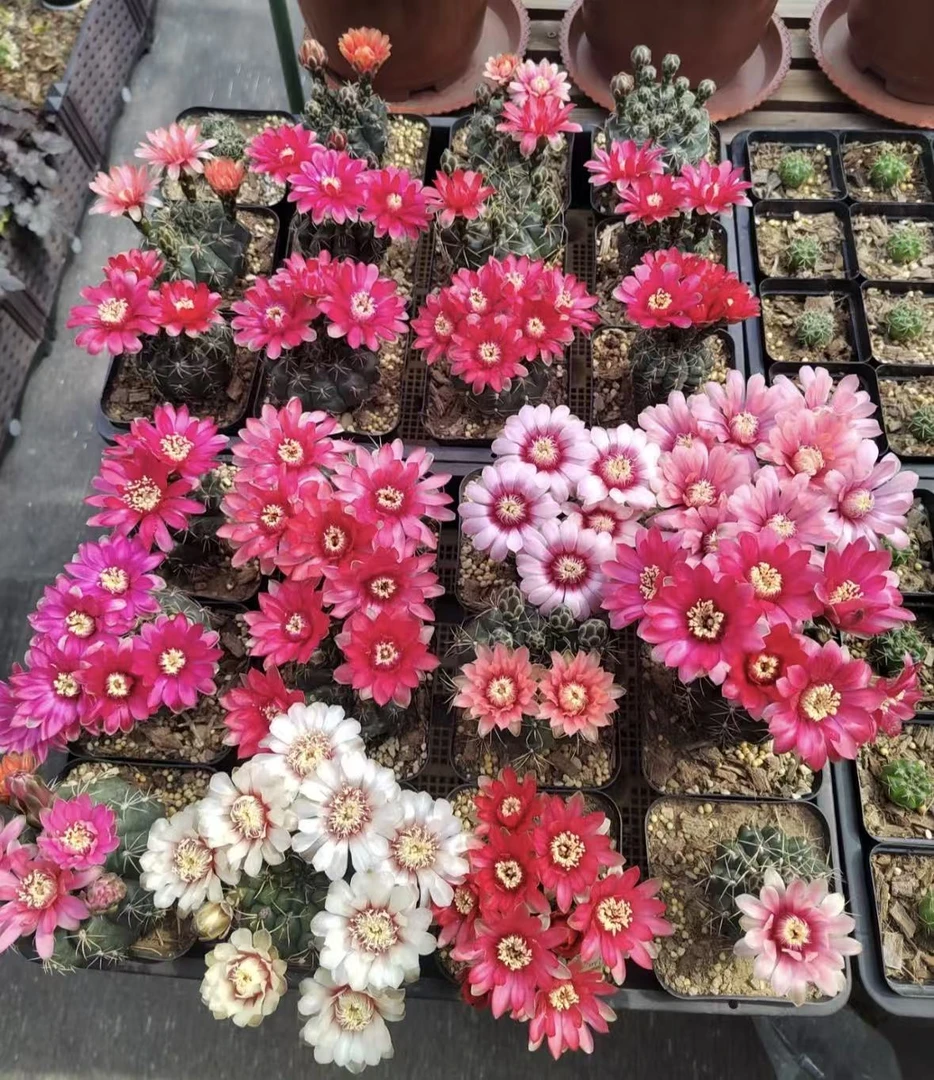 大号实生绯花玉10cm起    仙人球夏型种绿植盆栽桌面阳台办公室摆
