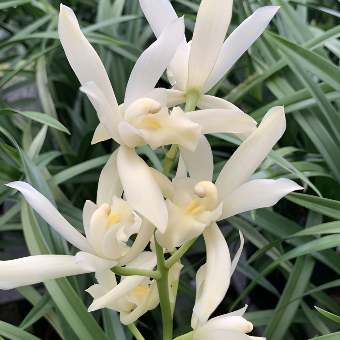 建兰【神童云】夏秋开花 浓香型  素心花