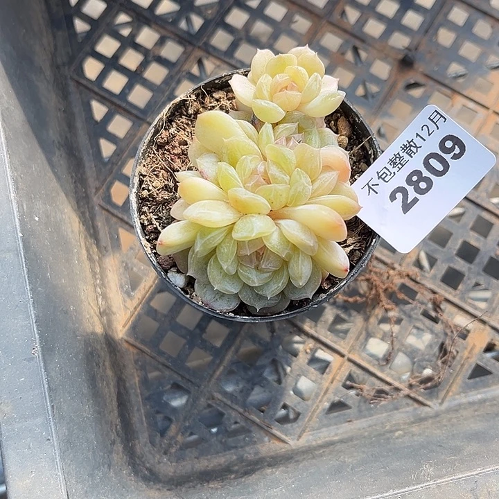 ᴥ****阿雅园艺。      2809